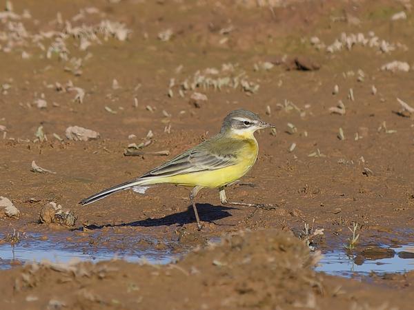 Western yellow wagtail (Motacilla flava)